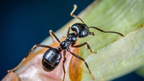 هل كثرة النمل في البيت يدل على الحسد