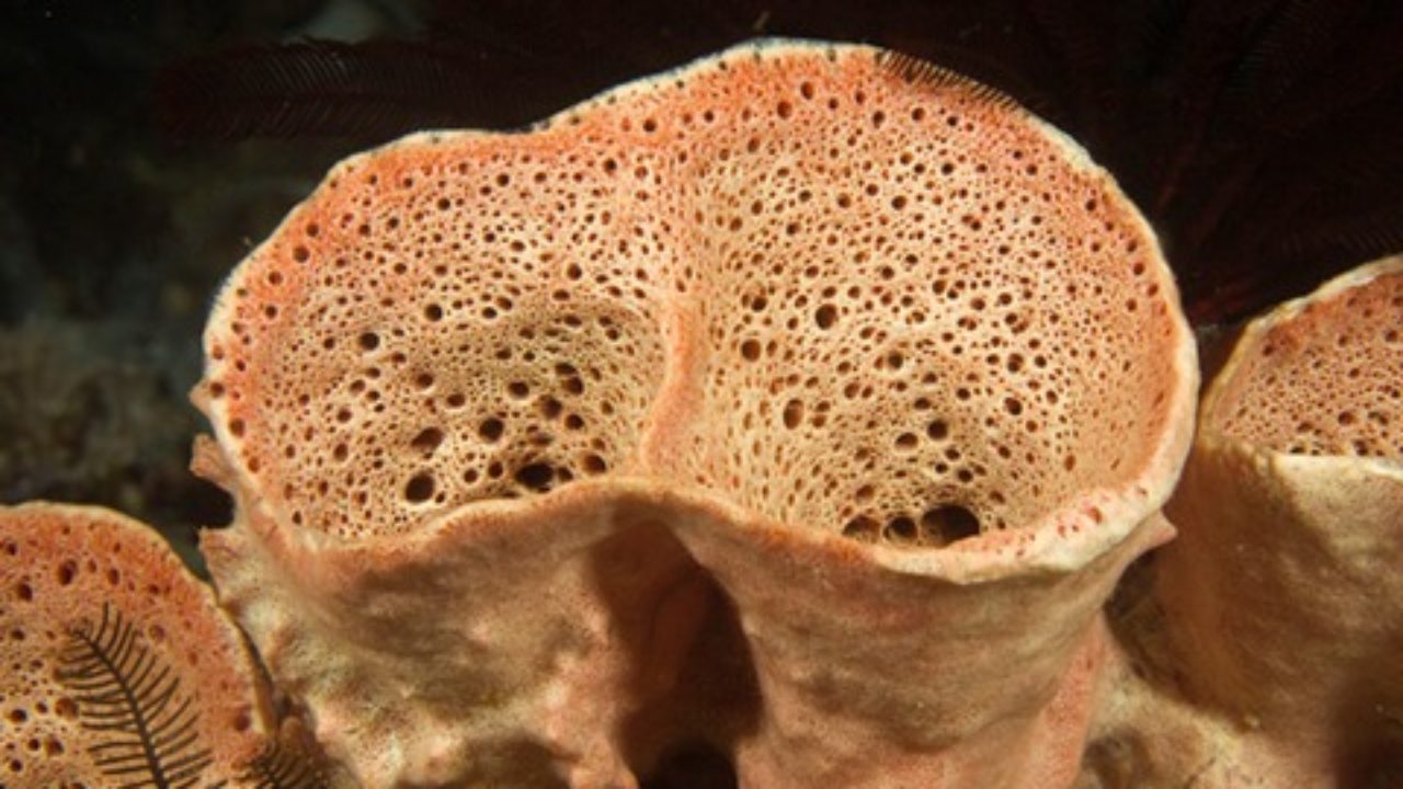 ما هو نمط التغذية في الإسفنج