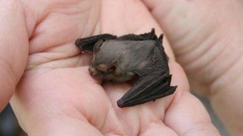 كيف يولد الخفاش الصغير