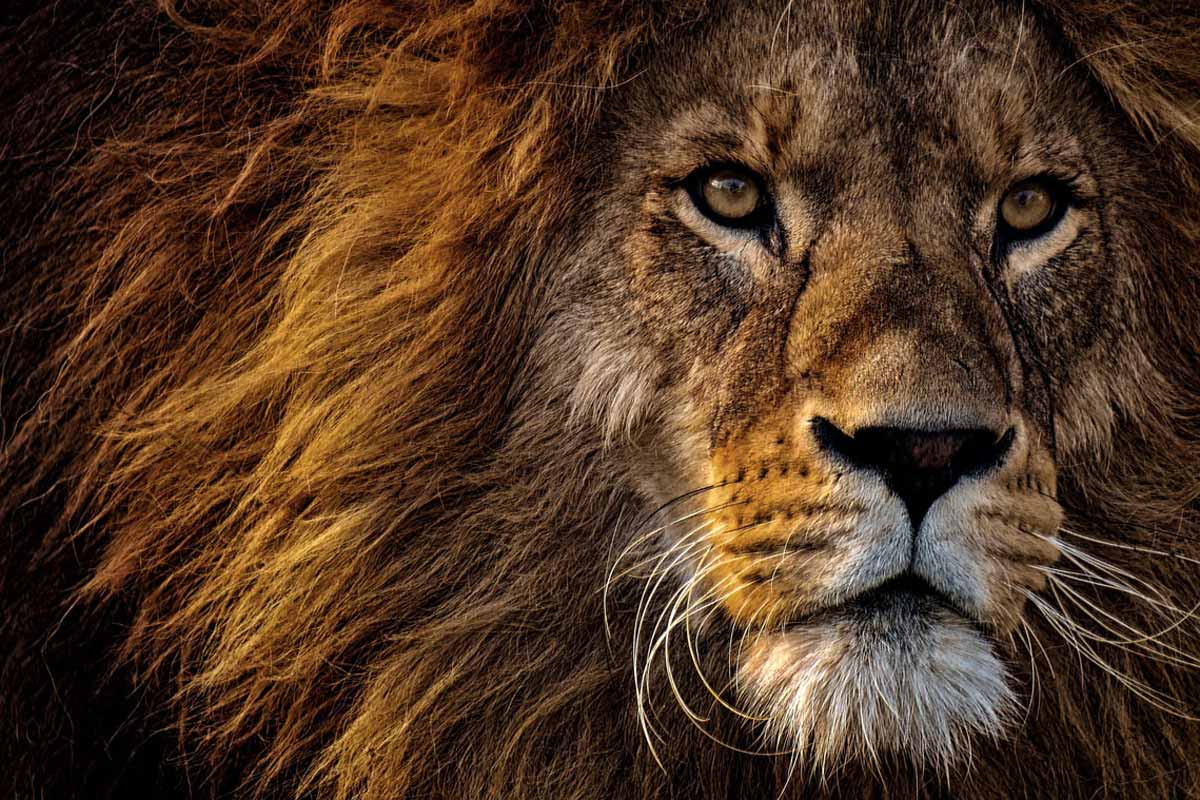 معنى اسم ليث