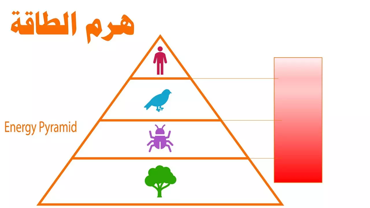 يوضح هرم الطاقة كمية الطاقة في كل مستوى من شبكة الغذاء
