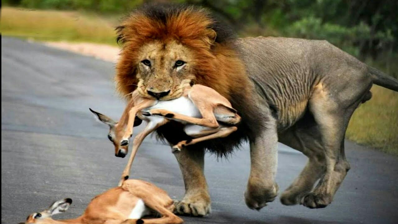 الحيوان الذي يصطاد حيوان اخر يتغذى عليه يسمى