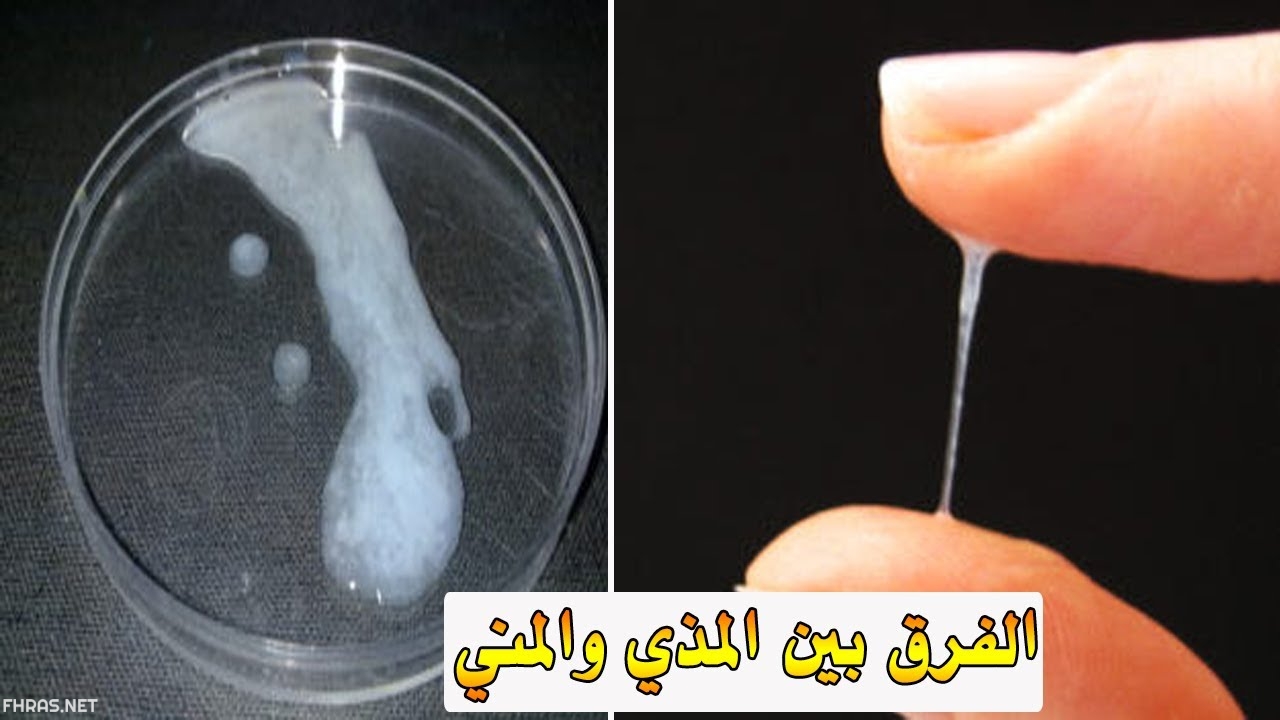 الفرق بين المنى والمذى