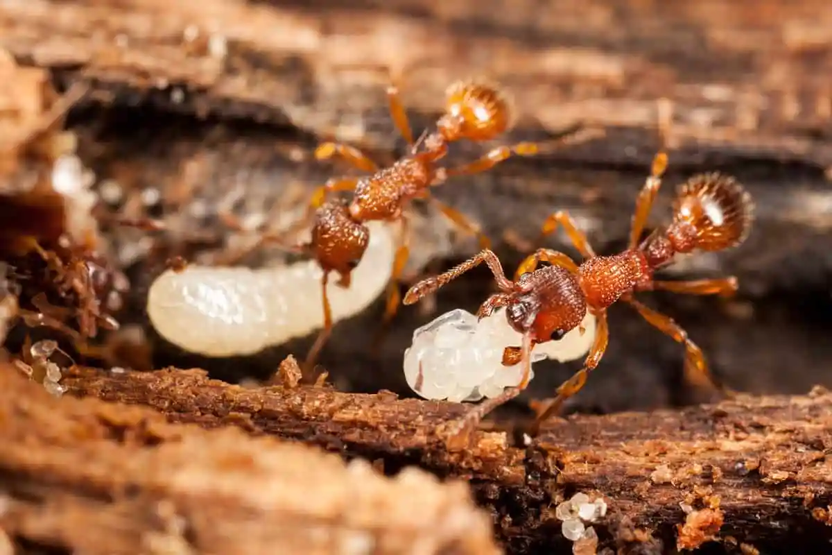 تفسير حلم النمل الكثير