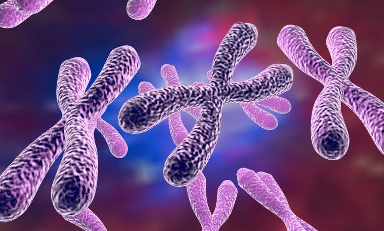 عدد الكروموسومات في الخلية لمخلوق حي تساوي ضعف عدد الكروموسومات في الخلية الام