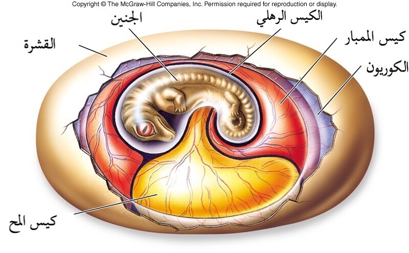 ما هي وظيفة كيس الممبار