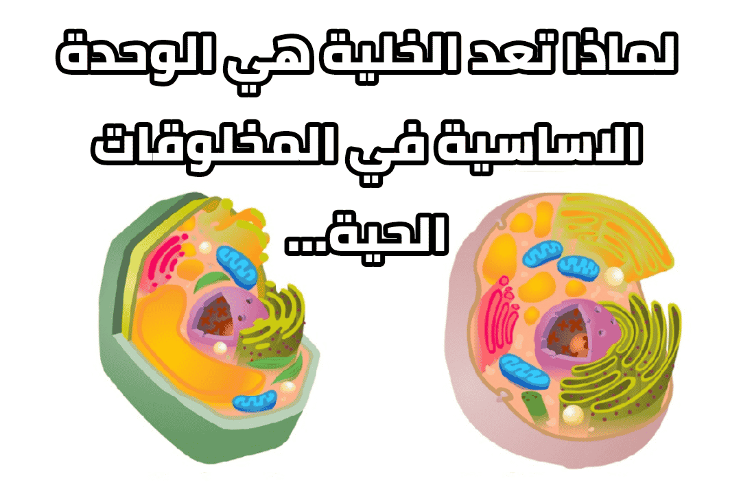 لماذا تعد الخلية هي الوحدة الاساسية في المخلوقات الحية