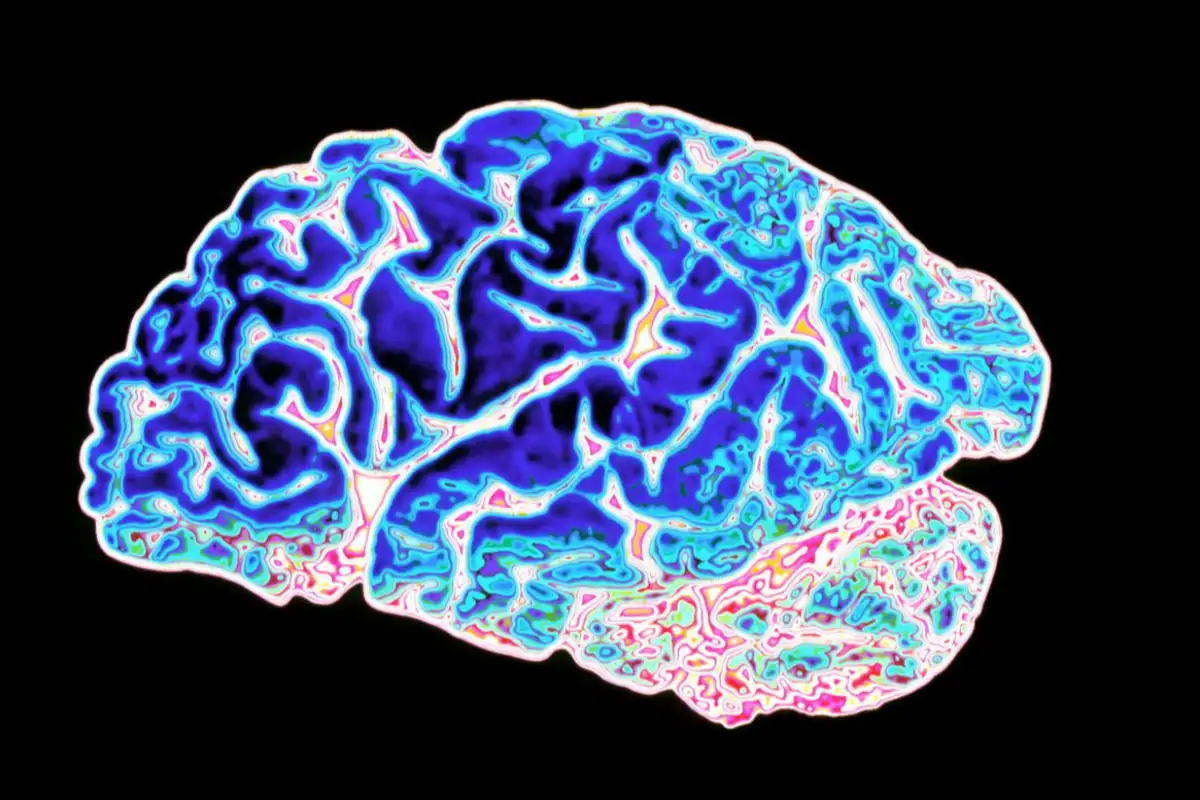 أعراض ضمور المخ البسيط