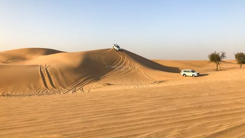 بحث عن البيئة الصحراوية