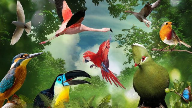 قصة عن العصافير