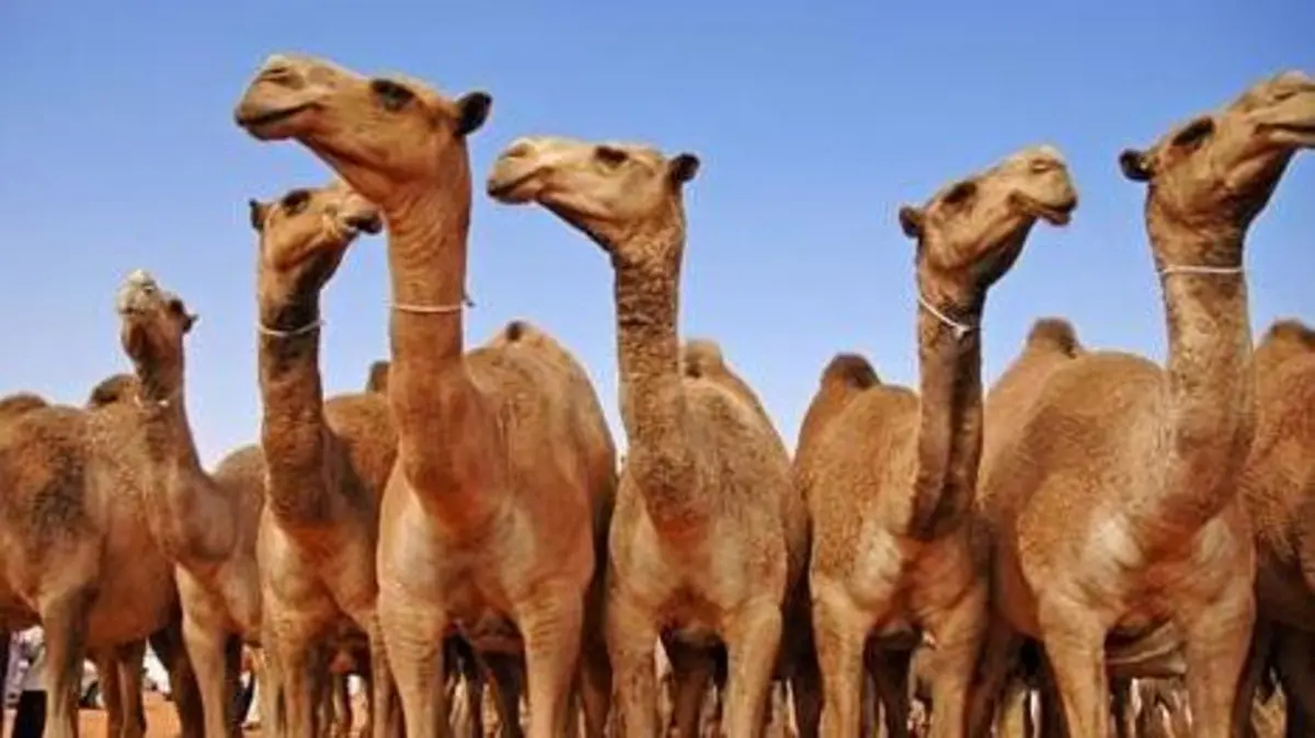 كم مدة حمل الناقة