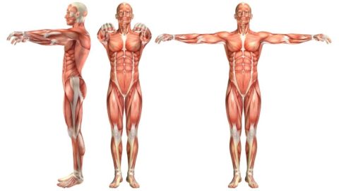 كيف اعرف نسبة العضل في جسمي
