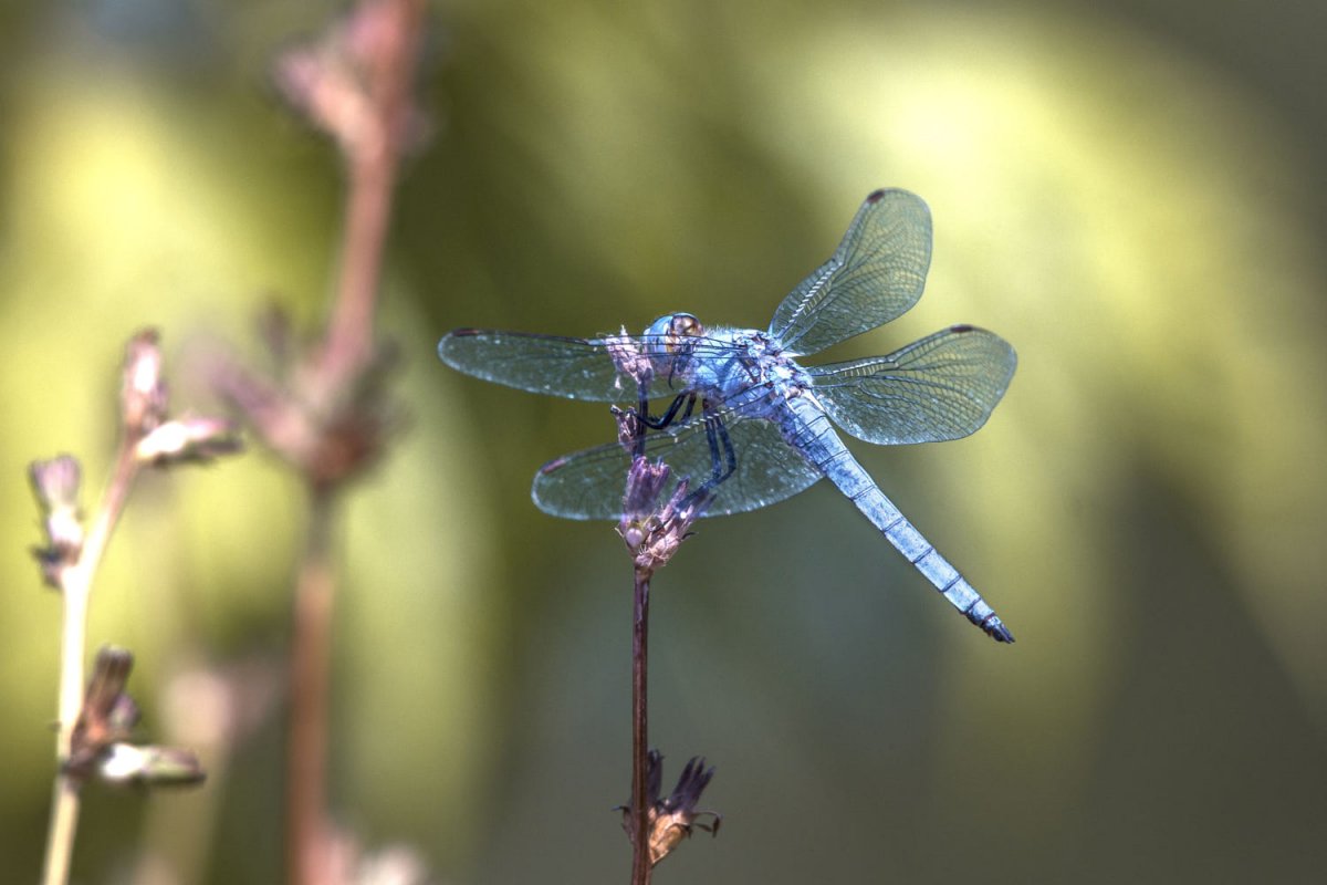 ما هو اليعسوب