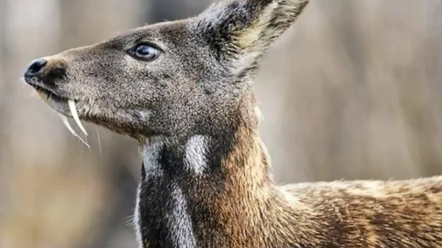 ماذا يغطي جسم غزال المسك