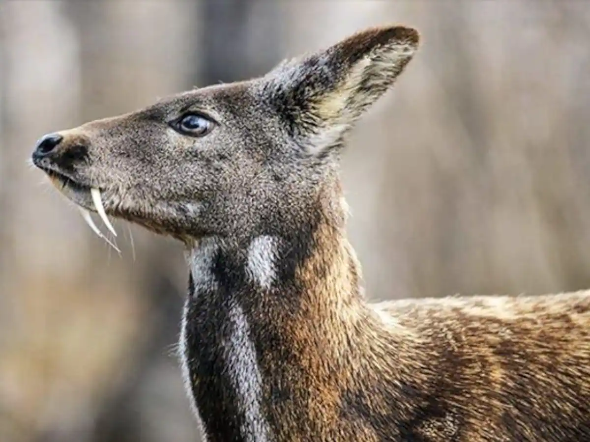 ماذا يغطي جسم غزال المسك
