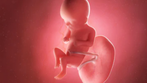 مراحل تكوين الجنين في الشهر التاسع
