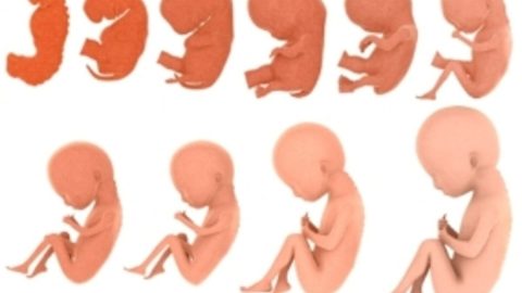 مراحل تكوين الجنين في القرآن