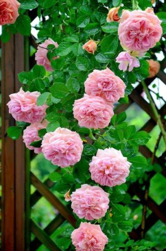 خلفيات ورود جميلة جدا