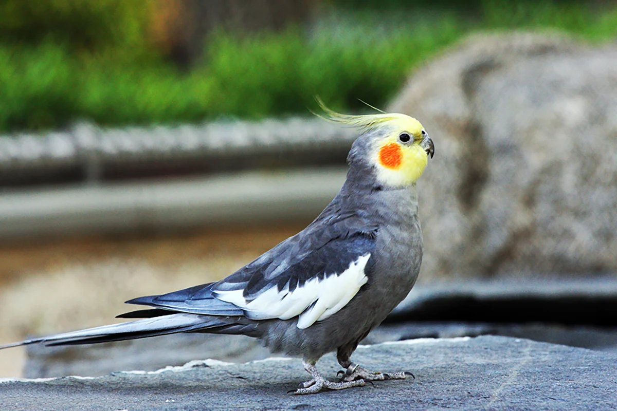 معلومات عن طائر الكروان