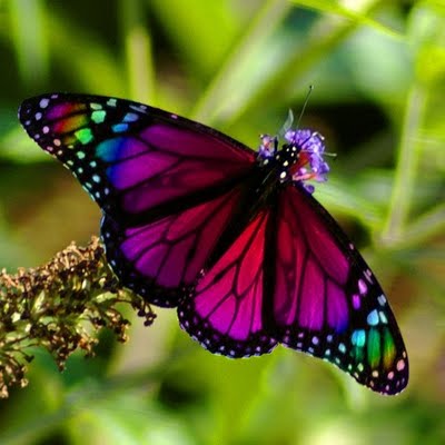 صور فراشات جميلة