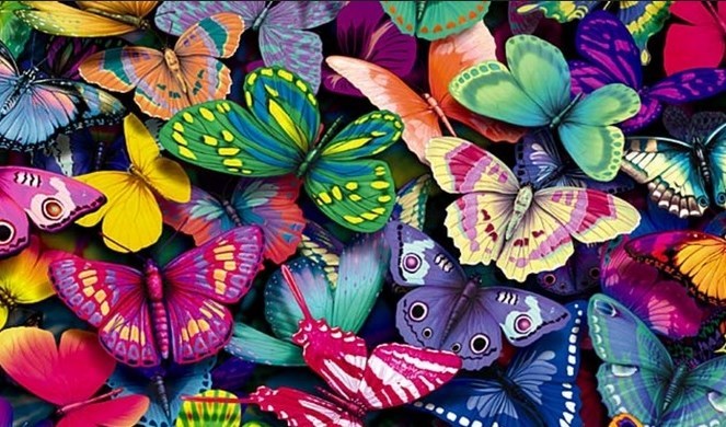 صور فراشات جميلة
