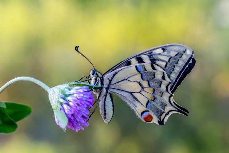 صور فراشات جميلة