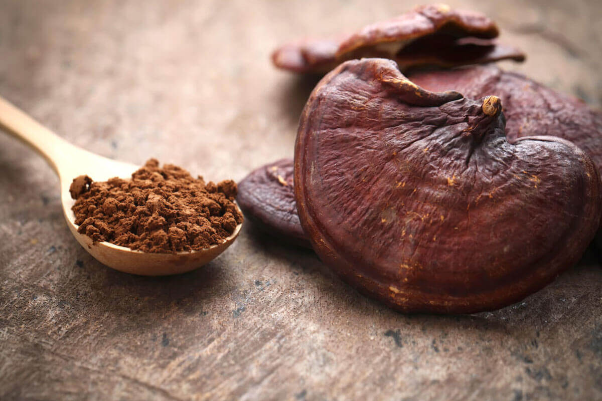 تجربتي مع فطر الريشي
