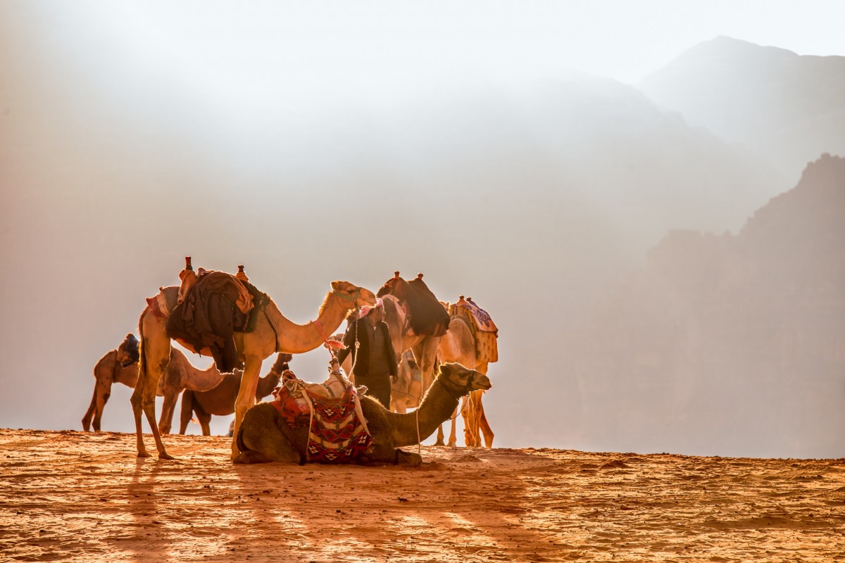 تفسير حلم الجمال الكثيرة