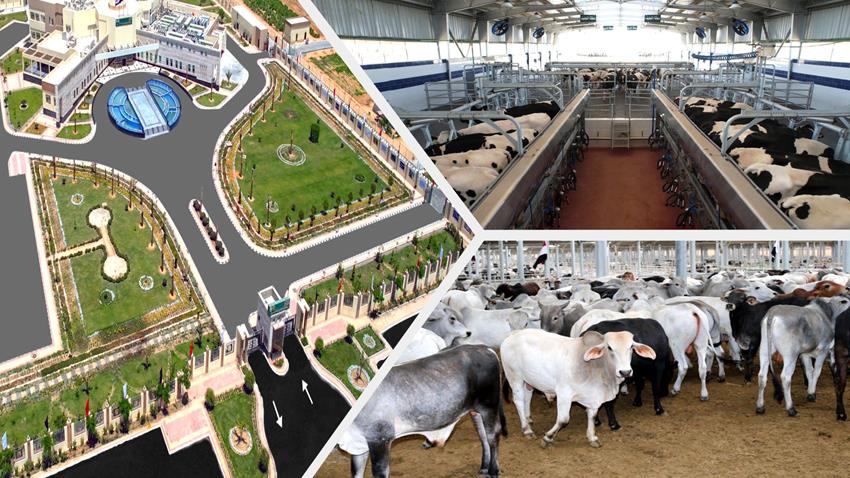 مجمع الإنتاج الحيواني والألبان المتكاملة بالسادات