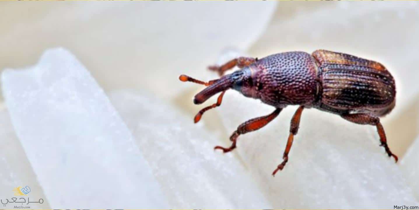التخلص من السوس في المنام