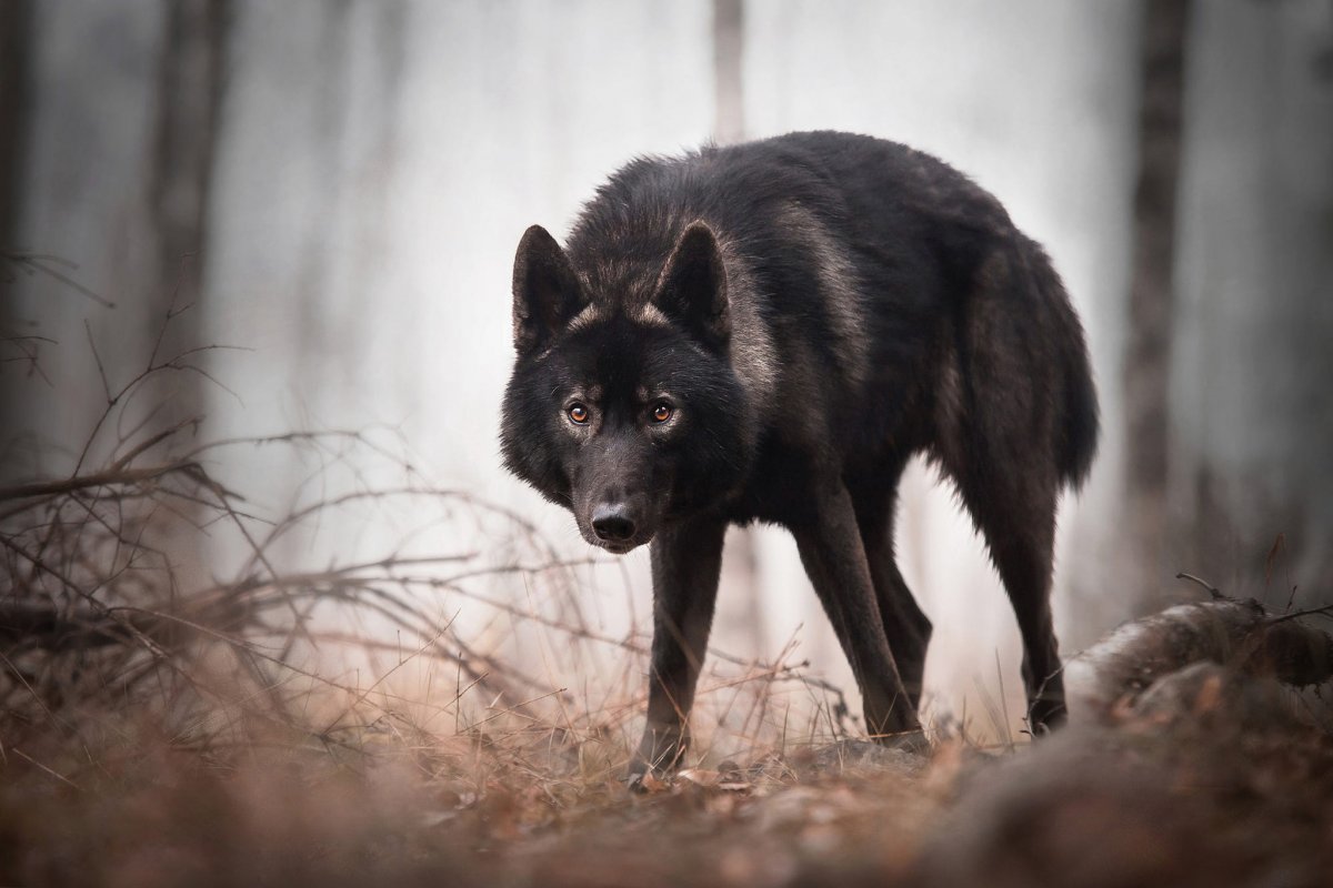 ما معنى رؤية الذئب الاسود في المنام