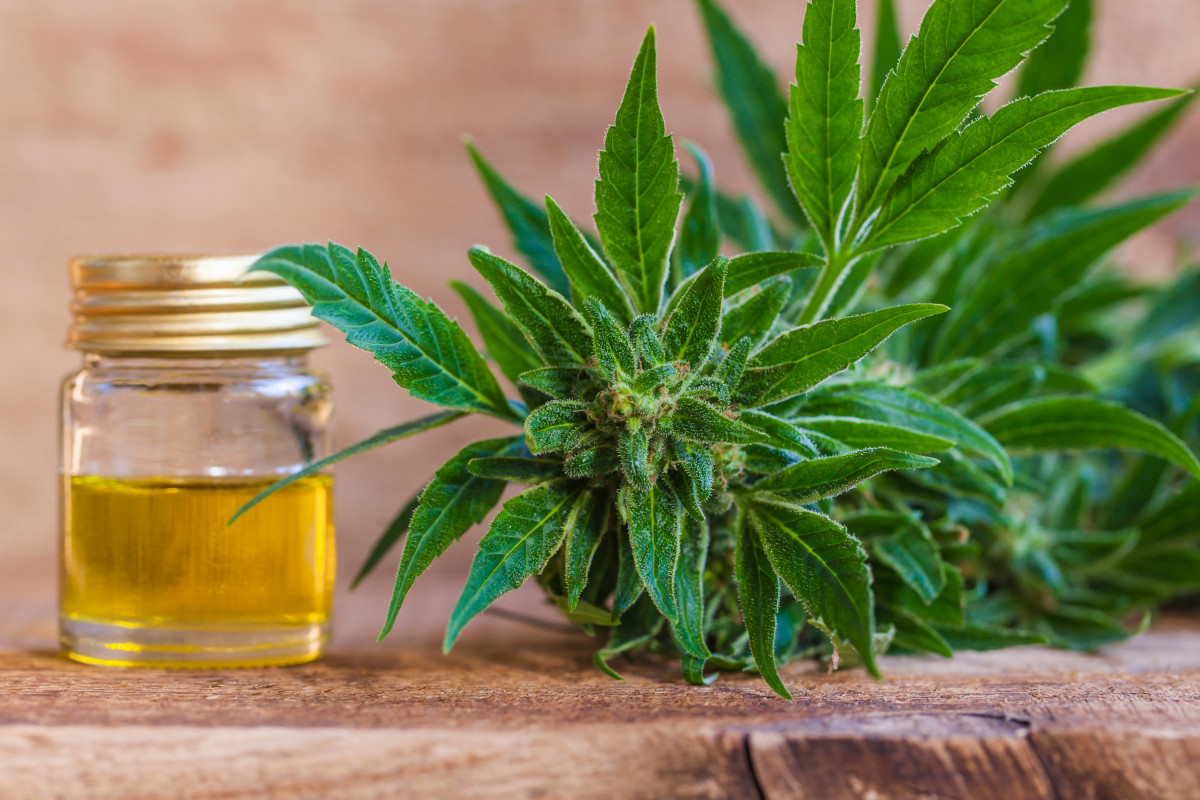 فوائد زيت الحشيش للصلع