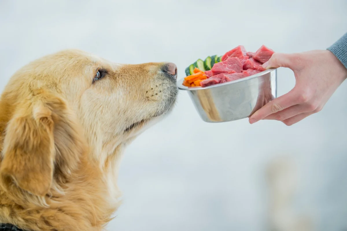 تفسير رؤية إطعام الكلاب في المنام