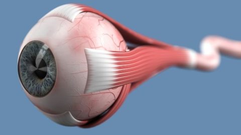 علاج ضمور العصب البصري بالاعشاب