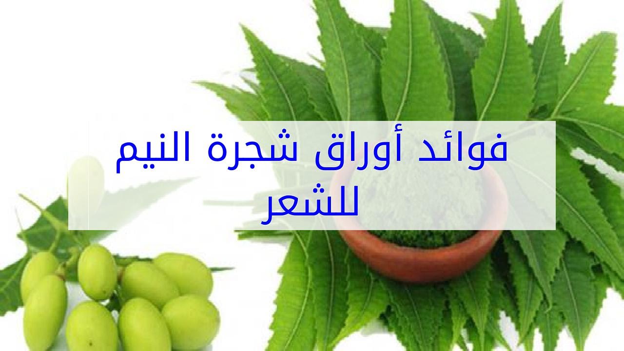 فوائد شجرة النيم للشعر