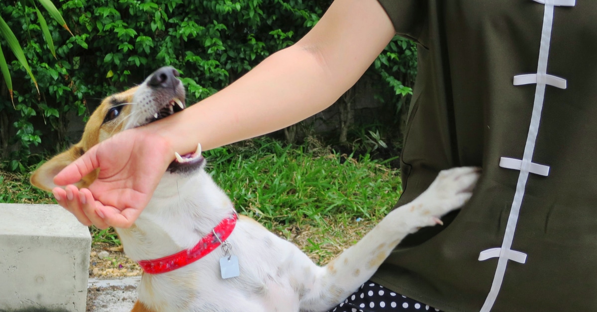 علاج rabies أفضل طريقة لعلاج سعار الكلب