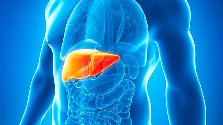 فوائد شراب الشعير للكبد والمسالك البولية ومتى يبدأ مفعوله