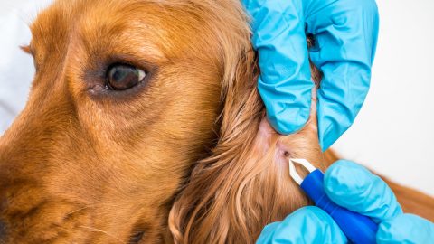 ماهو مرض الدهليز عند الكلاب وكيفية الوقاية منه