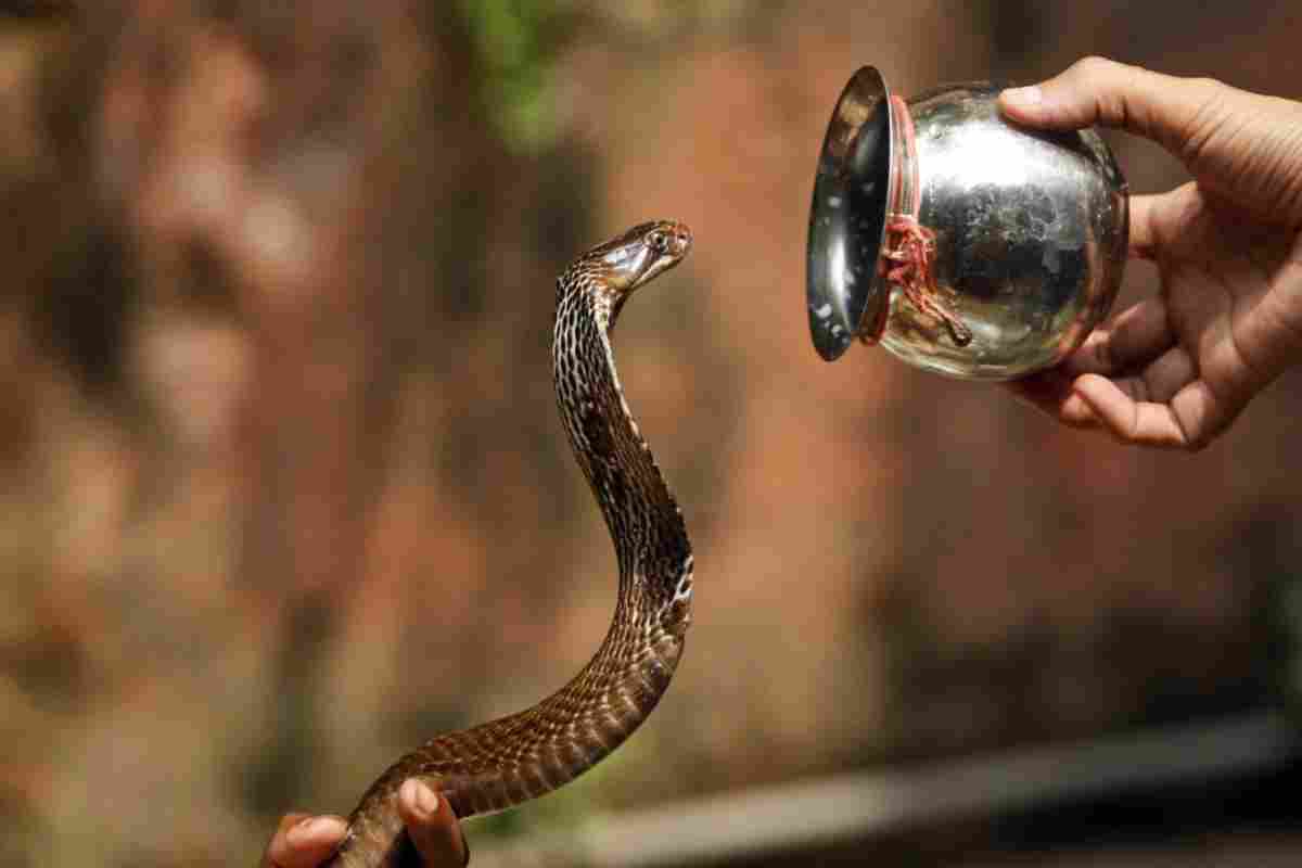 تفسير حلم قطع راس الافعى لابن سيرين