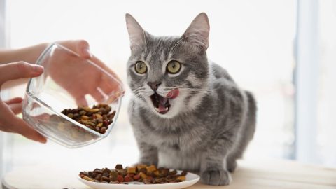 تفسير اطعام قطة جائعة في المنام لابن سيرين في الخير والشر