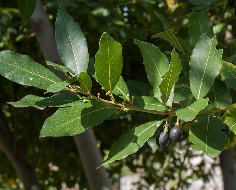 من جربت ورق الغار ونحفت وأفضل الأعشاب لخسارة الوزن