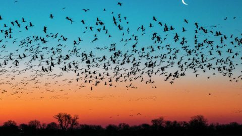 جدول هجرة الطيور 1445 مواعيد هجرة الطيور 2024