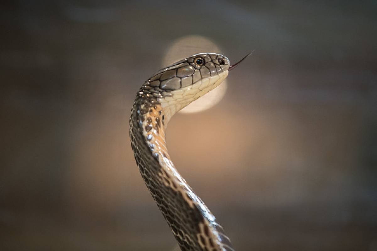 اسباب وجود الثعابين في المنزل وكيفية التخلص منها