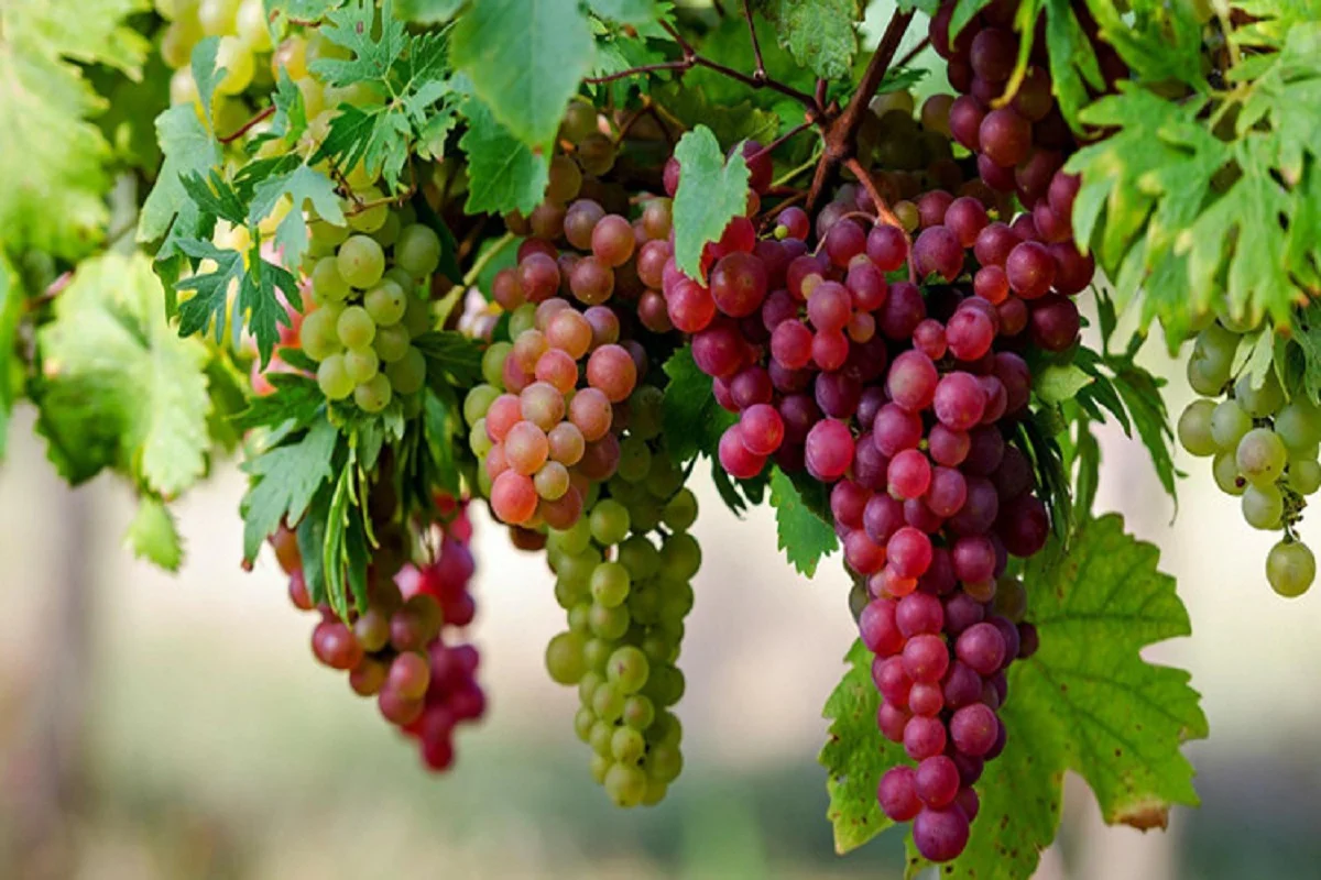 تفسير رؤية العنب الأحمر في المنام وأسرار معناه