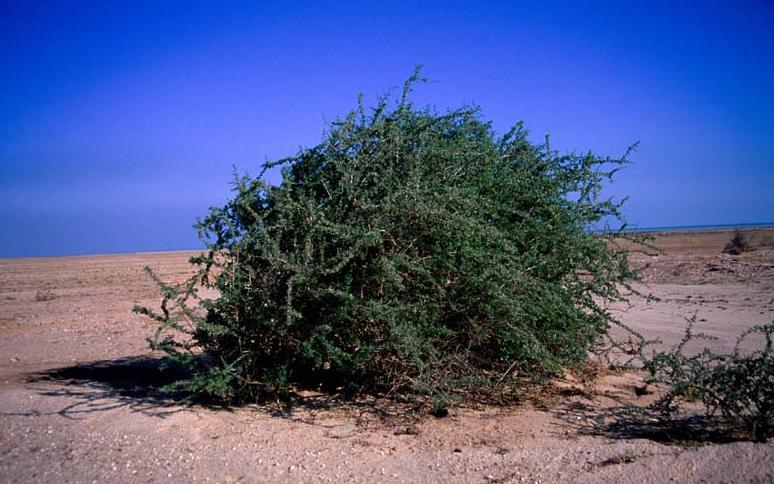 هل تعلم لماذا شجرة الغرقد تحمى اليهود