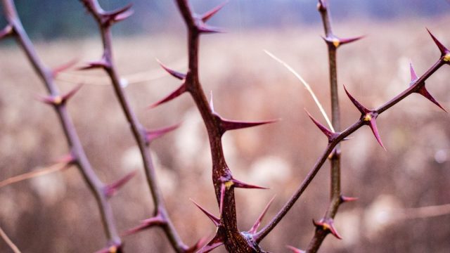 أين تعيش النباتات التي لها شوك وأوراق تخزن الماء وكيف تعيش النباتات