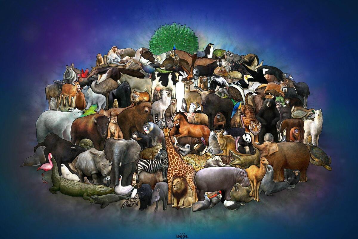 لماذا سميت الحيوانات الفقارية بهذا الاسم