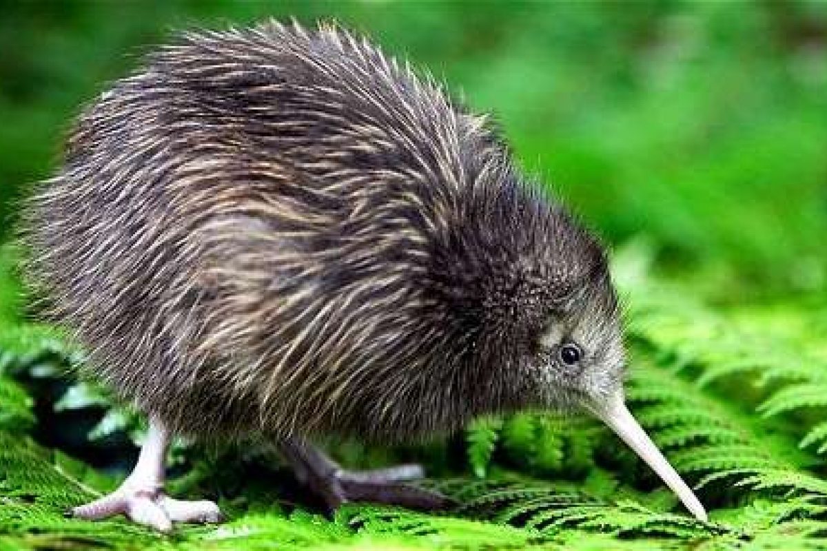 لماذا طائر الكيوي مهدد بالانقراض وما أهم المعلومات بشأنه