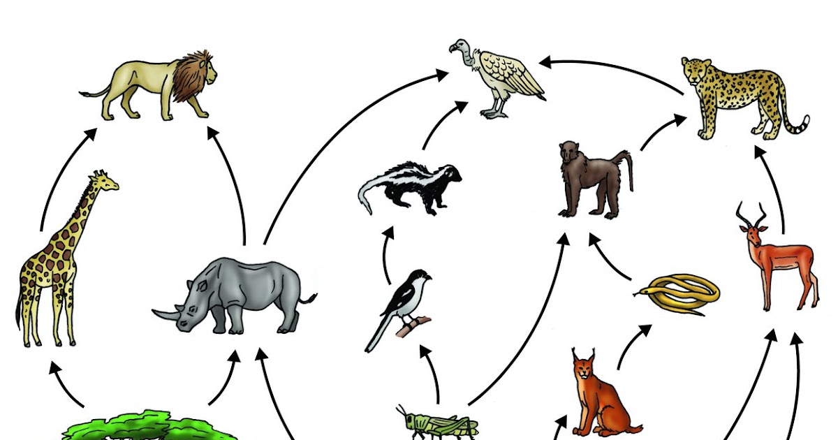 ما معنى شبكة غذائية