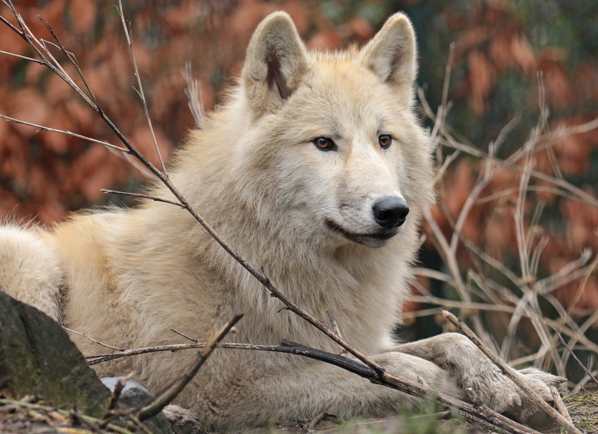 ماذا قال الرسول عن الذئب ..الأحاديث التي تؤكد تكلم الذئب